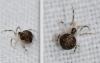 Paidiscura pallens